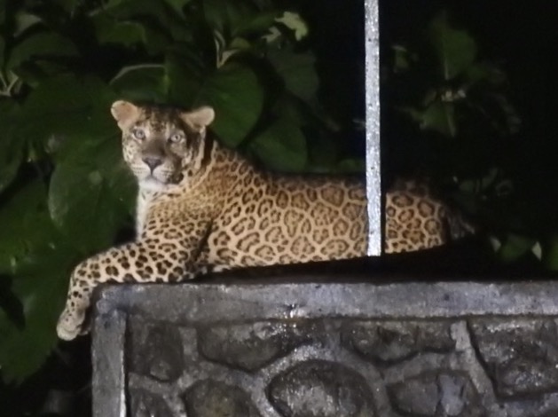 Indian leopard found lounging in Mumbai’s neighbourhoods during the pandemic lockdown