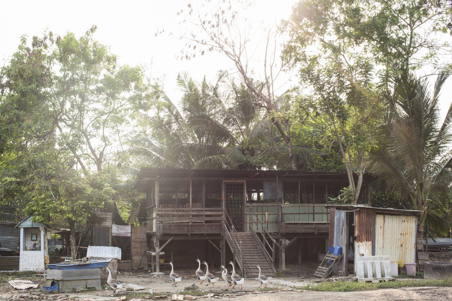 For those physically able, a work therapy programme is available for residents to rear animals such as ducks and goats, or help out at the center’s organic vegetable farm.