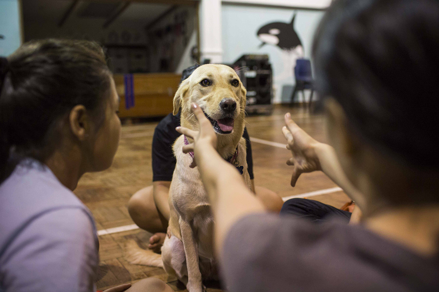 At a residential care home that Maureen works closely with, the youths absolutely adore Telly. They connect easily with her, and she often brings out a spark in them.