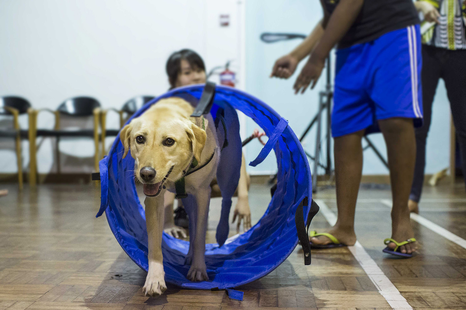 Telly is guided through an obstacle course, which everyone has to work together on.