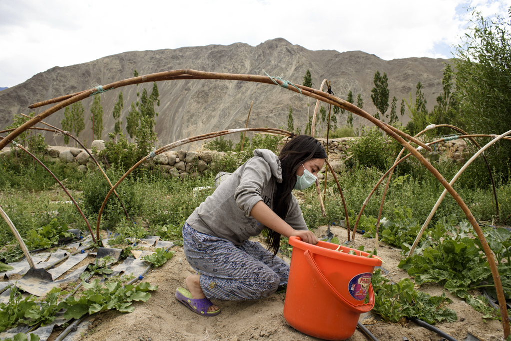 A student collecting fresh spinach for dinner.