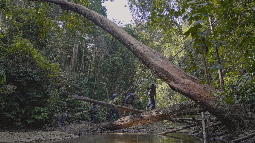 Menraq team patrols the forest 