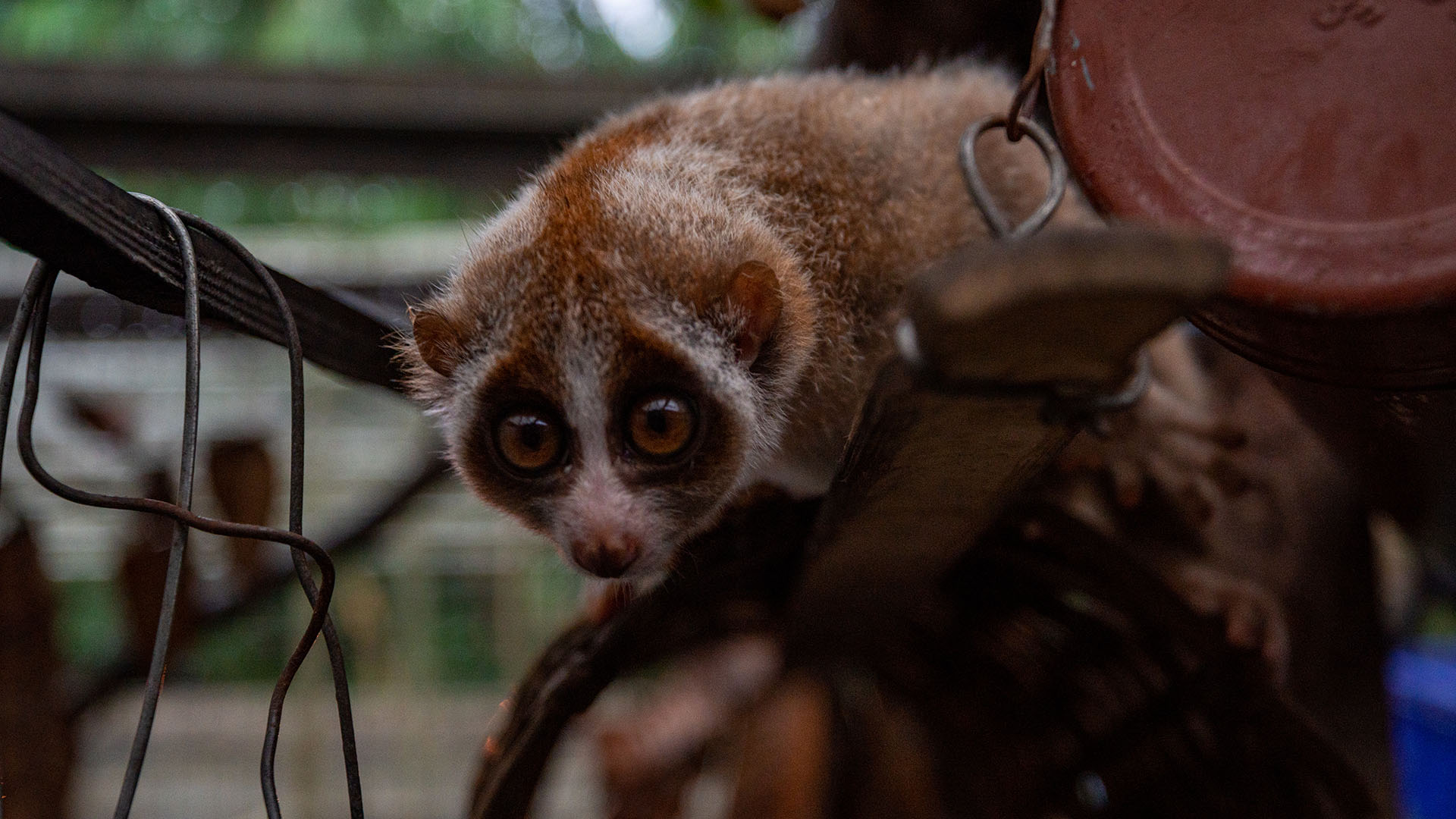 Slow loris in enclosure