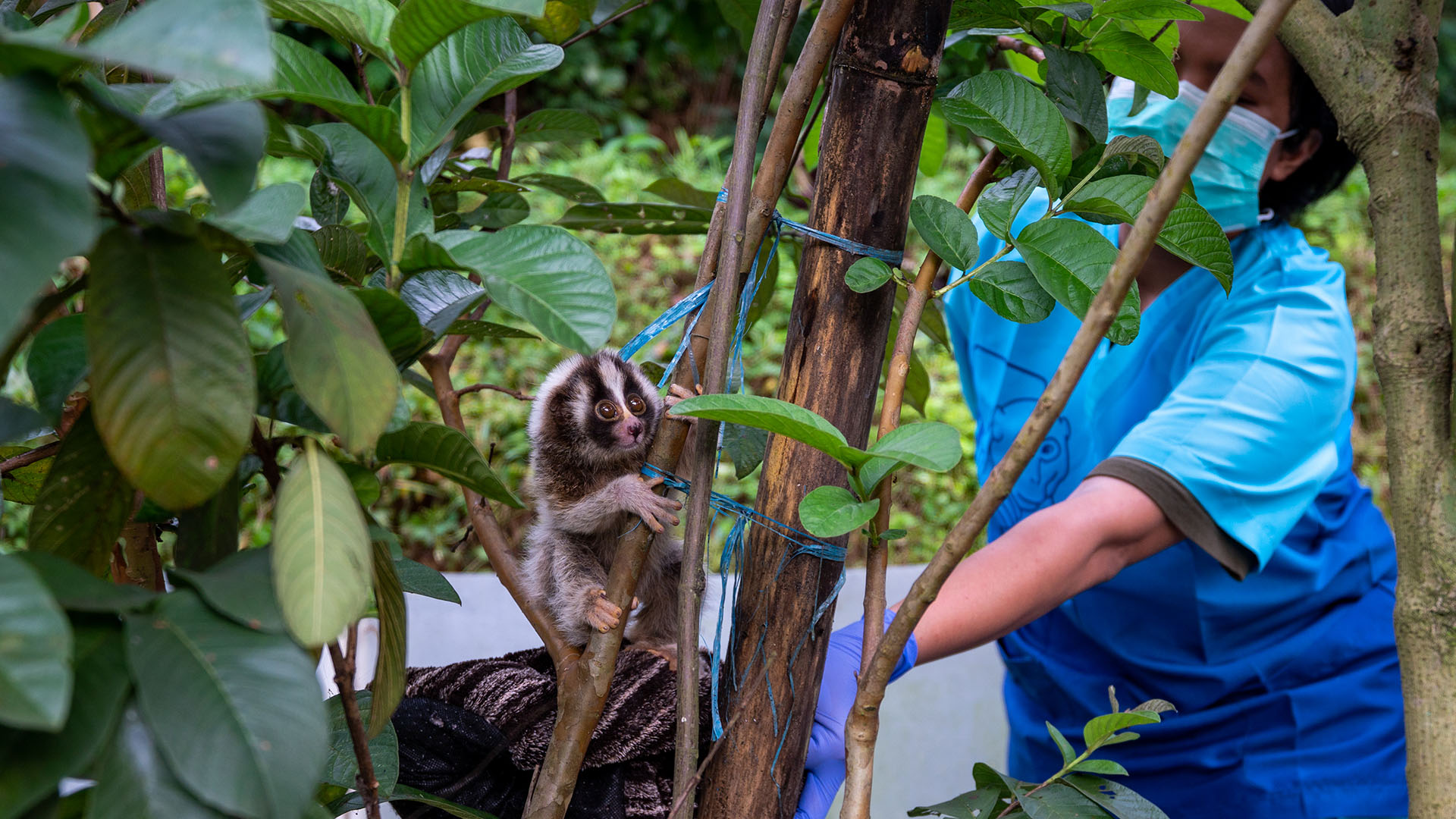 Wendi and Meli at enrichment enclosure