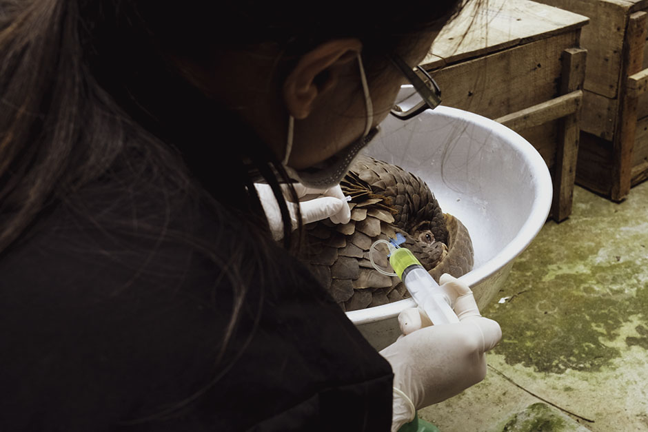 Pangolins getting treated in weighing machine