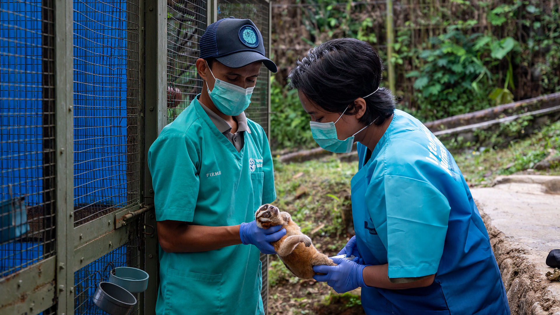 Wendi examining slow loris