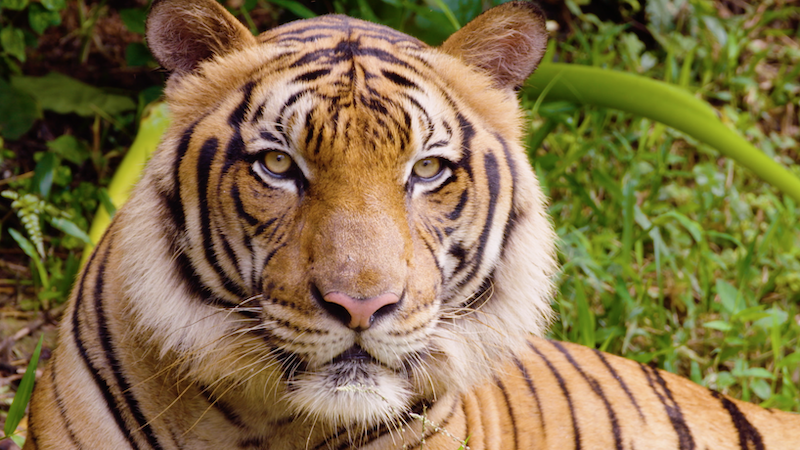 Saving the Malayan Tiger