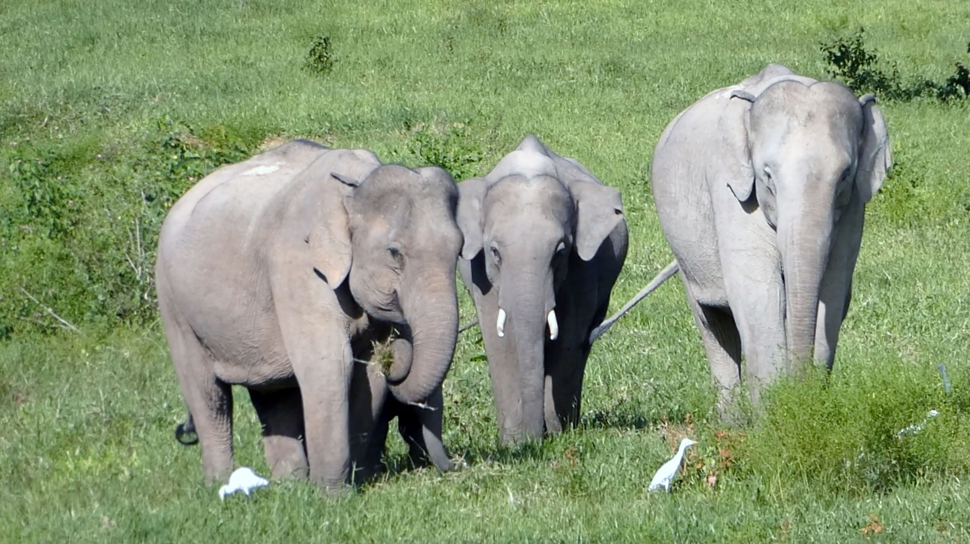 Tom Yum Remedy: From Elephant Conflict to Coexistence