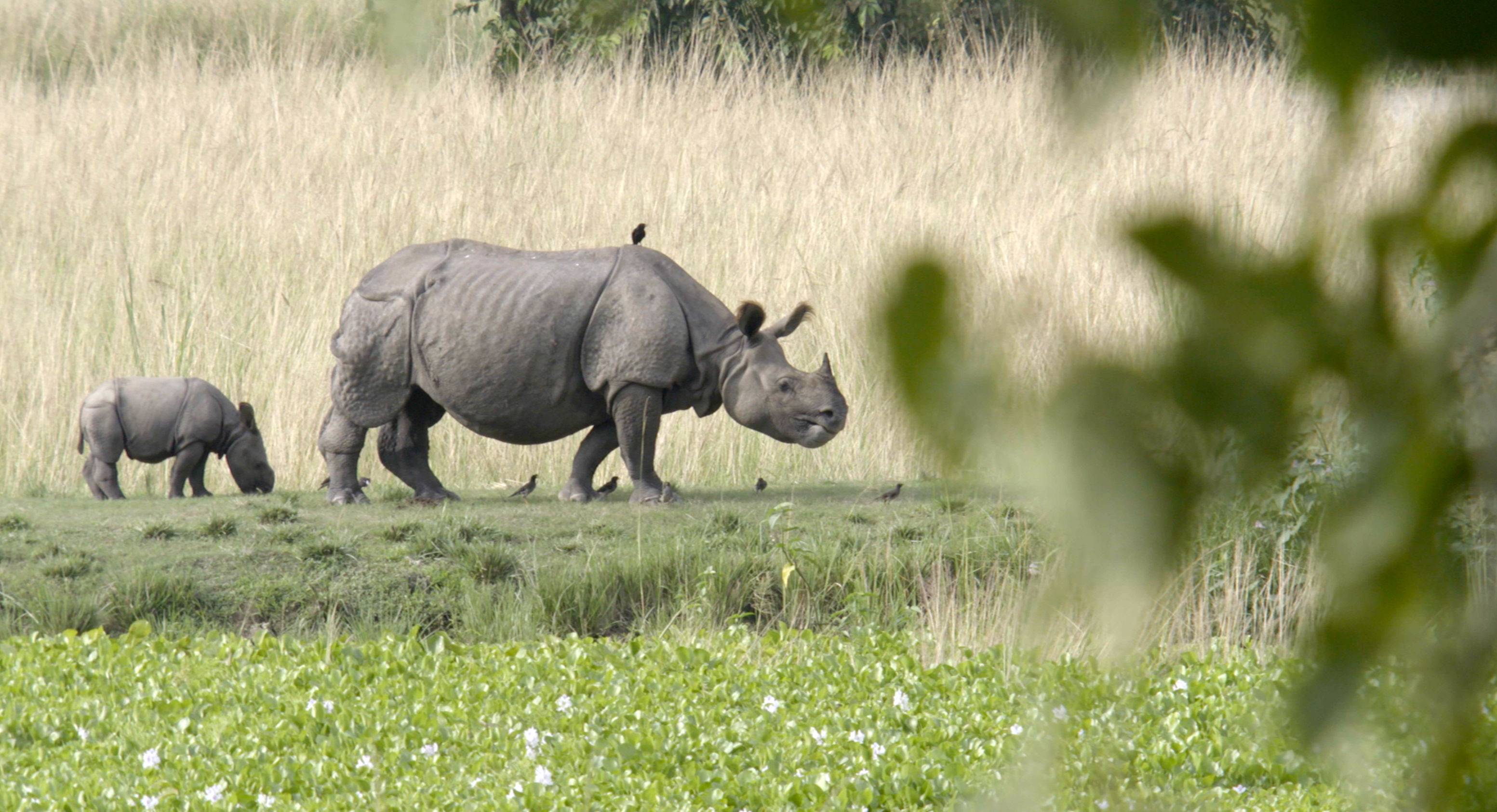  Rhino population on the rise thanks to the local community