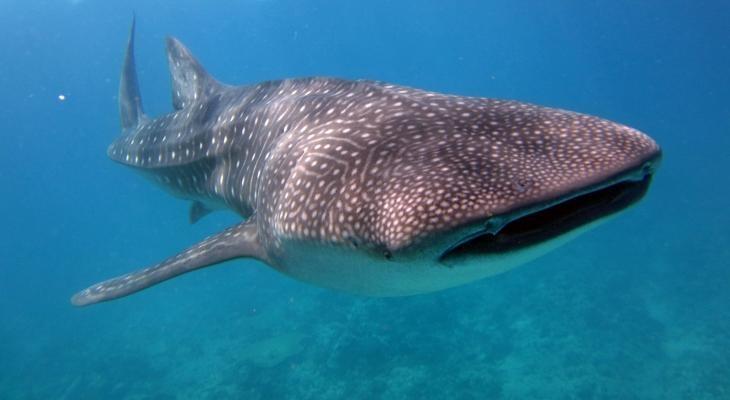 Whale Shark